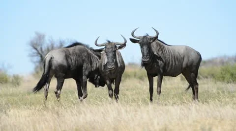 Animals in an aggressive mood Stock Footage 21758957