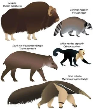 Animals of America Stock Illustration