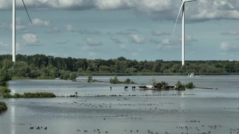 Animals and birds bathing in the river Stock Footage 264922305