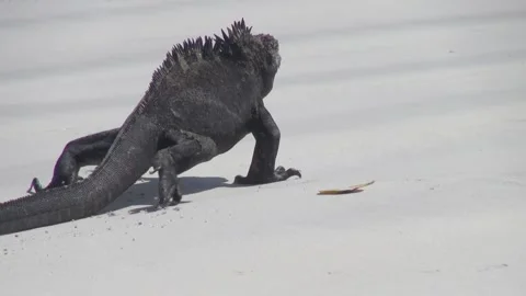 Animals and Nature Stock Footage 149801931