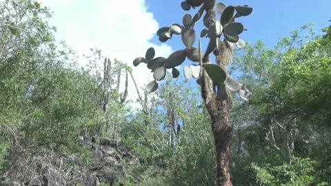 Animals and Nature Stock Footage 149802000