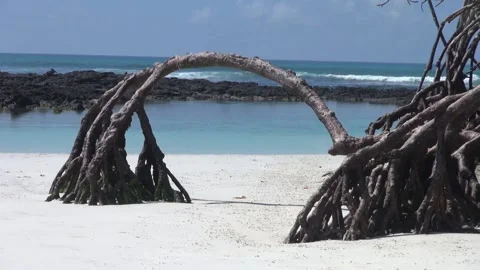 Animals and Nature Stock Footage 149802033