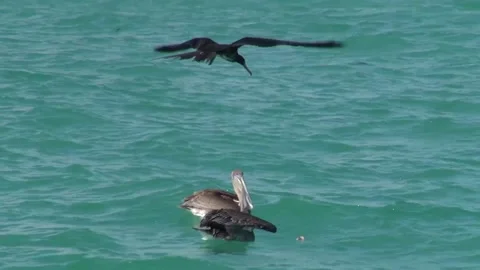 Animals and Nature Stock Footage 149802047