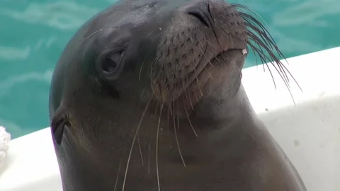 Animals and Nature Stock Footage 149802048