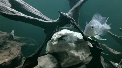 Animals and objects Video stock 276400509