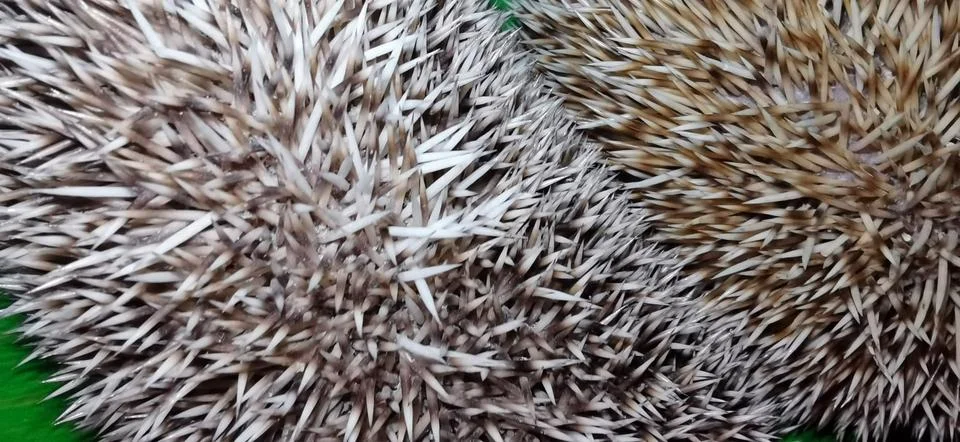 Animals and objects Stock Photos