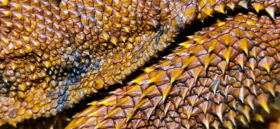 Animals and objects 写真素材