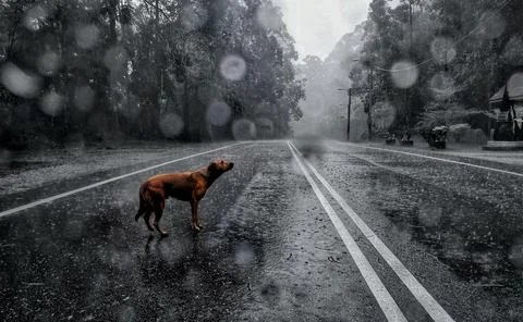 Animals and rainforest Stock Photos