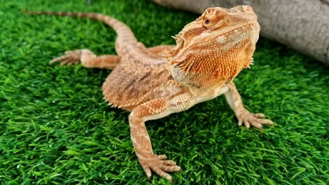 Animals and wildlifes Stock Footage 266376705