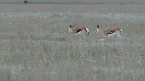 Animals animals springboks Stock Footage 48372257