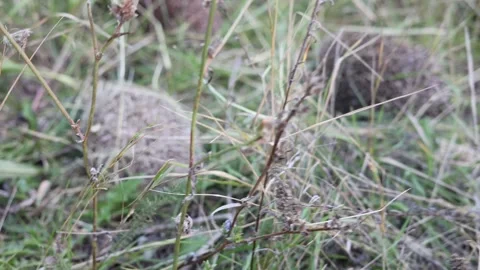 Animals are released into the wild Stock Footage 286995610