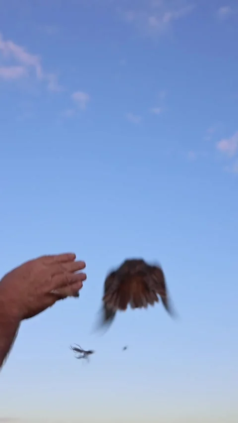 Animals are released into the wild vertical video Video stock 286996411