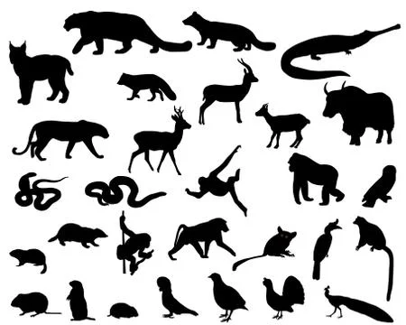 Animals of Asia Stock Illustration