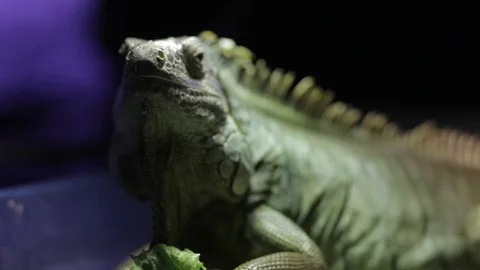Animals at the Austin Aquarium Stock Footage 92380387