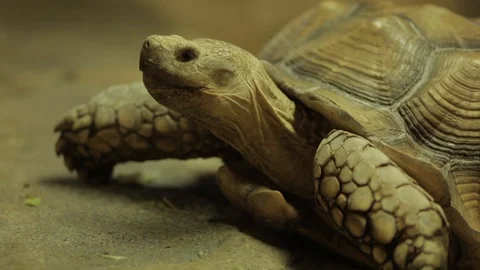Animals at the Austin Aquarium Stock Footage 92385010