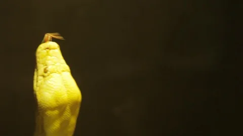 Animals at the Austin Aquarium Stock Footage 92385044