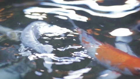 Animals at the Austin Aquarium Stock Footage 92385677