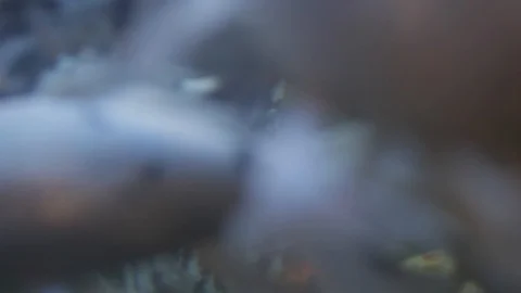 Animals at the Austin Aquarium Stock Footage 92386623