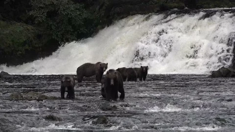 Animals. Bears catch salmon in Alaska Mountain River Stockbeeldmateriaal 142635568