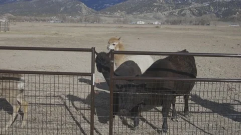 Animals behind fence Stock Footage 199126460