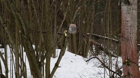 Animals by bird feeder in winter forest Stock Footage 233523008