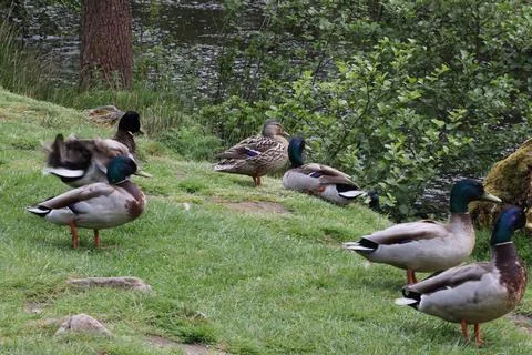 Animals in Bradgate park Stock-Fotos