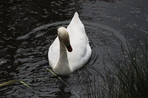 Animals in Bradgate park Stock-Fotos