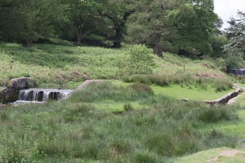 Animals in Bradgate park Stock-Fotos