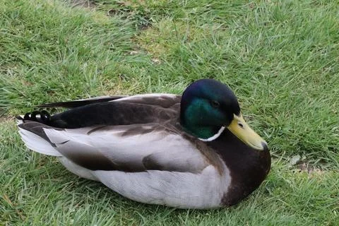 Animals in Bradgate park Stock-Fotos