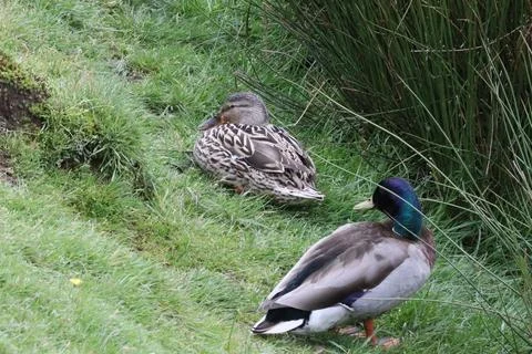 Animals in Bradgate park Stock-Fotos