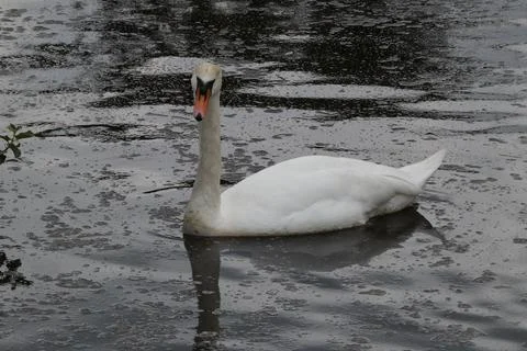 Animals in Bradgate park Stock-Fotos