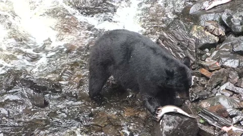 Animals. Brown bear in waterfall trying to catch salmon, Alaska. Stockbeeldmateriaal 141592111