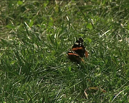 ANIMALS butterfly grass Video stock 11486482