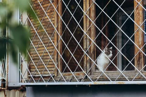 Animals in captivity, a cat on the window behind bars Stock Photos