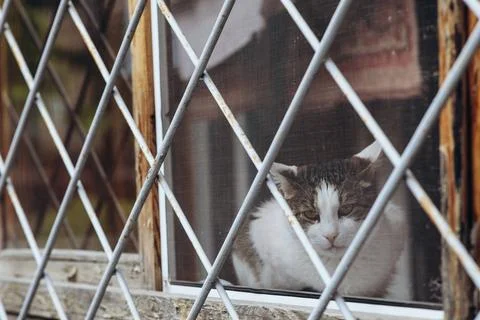 Animals in captivity, a cat on the window behind bars Foto stock