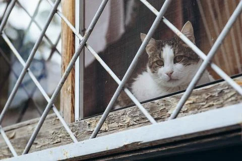 Animals in captivity, a cat on the window behind bars Stock Photos
