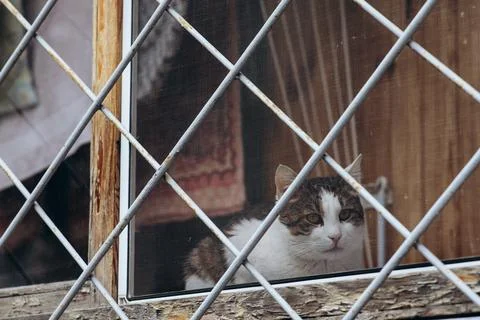 Animals in captivity, a cat on the window behind bars Stock Photos