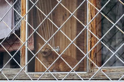 Animals in captivity, a cat on the window behind bars Stock Photos