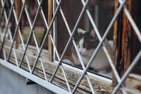 Animals in captivity, a cat on the window behind bars Stock Photos