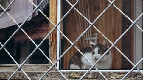 Animals in captivity, a cat on the window behind bars Stock Photos