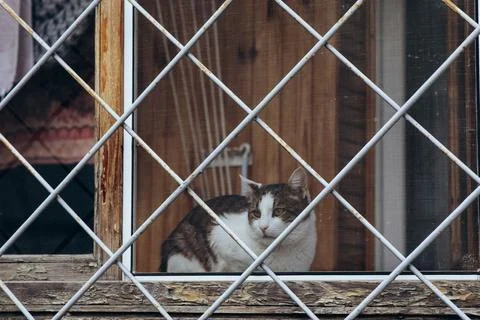 Animals in captivity, a cat on the window behind bars Stock Photos