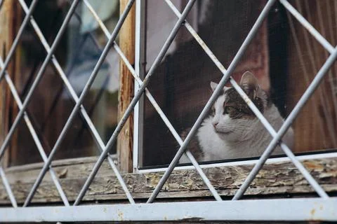Animals in captivity, a cat on the window behind bars Stock Photos