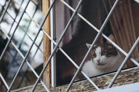 Animals in captivity, a cat on the window behind bars Foto stock
