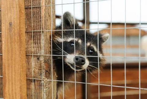 Animals in captivity. Stock Photos