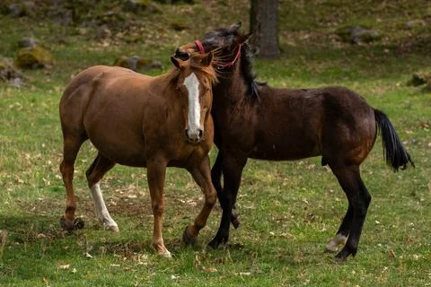 Animals in Castelfeder Castle Stock Photos