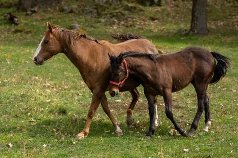 Animals in Castelfeder Castle Stock Photos