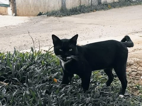 Animals cat Stock Photos