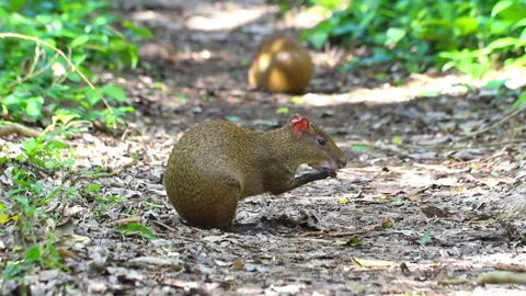 Animals of Central America Video stock 157625734