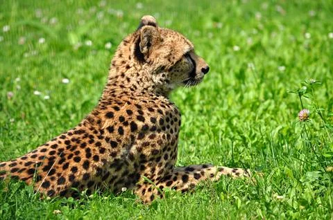 Animals - Cheetah Stock Photos