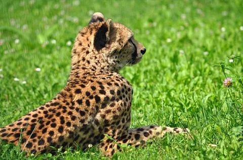 Animals - Cheetah Stock Photos
